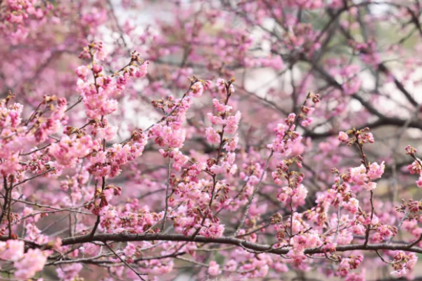 /uploads/image/2025/05/27/1c717313f23617325c1a76a8deed1a6a.png