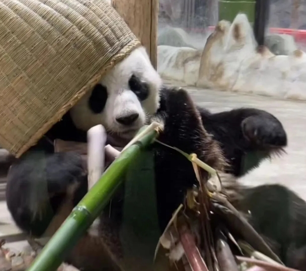 欒川竹海野生動(dòng)物園