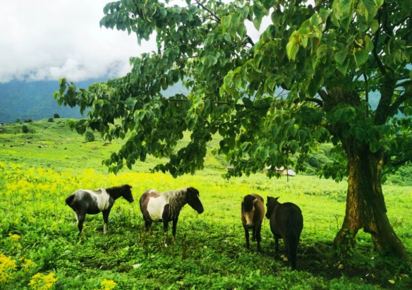 樂山黑竹溝