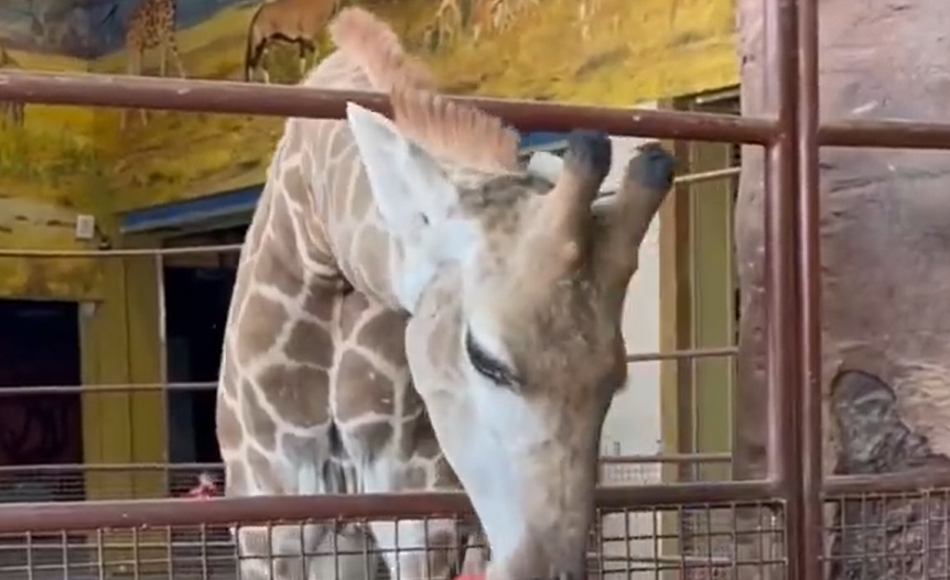 2025沈陽龍之夢動物樂園游玩時間+門票價格+免票人群+景區(qū)地址