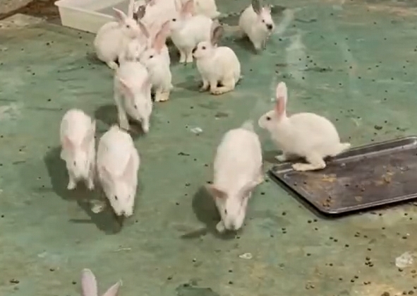 沈陽龍之夢動物樂園