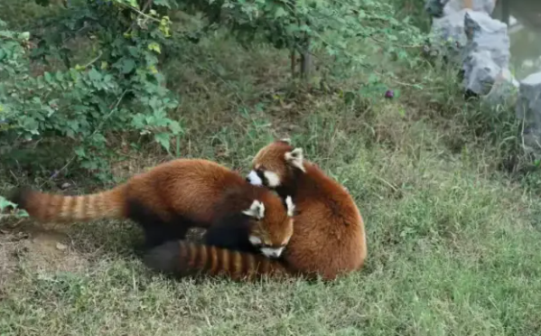 五龍山野生動(dòng)物園