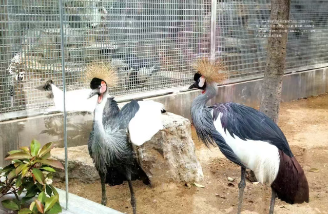 蓬萊黃金河動(dòng)物園