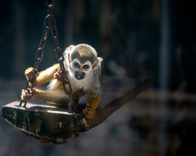 蓬萊黃金河動(dòng)物園