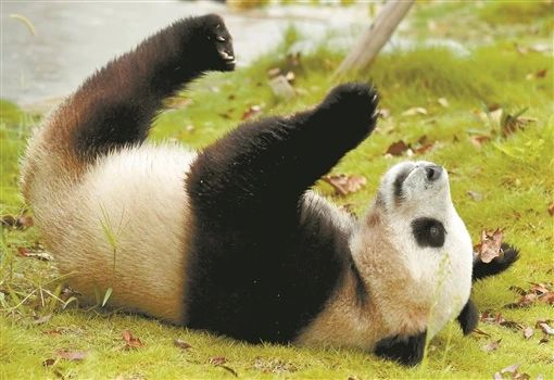 鳳凰中華大熊貓苑