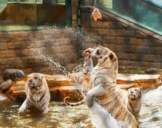 北京野生動物園