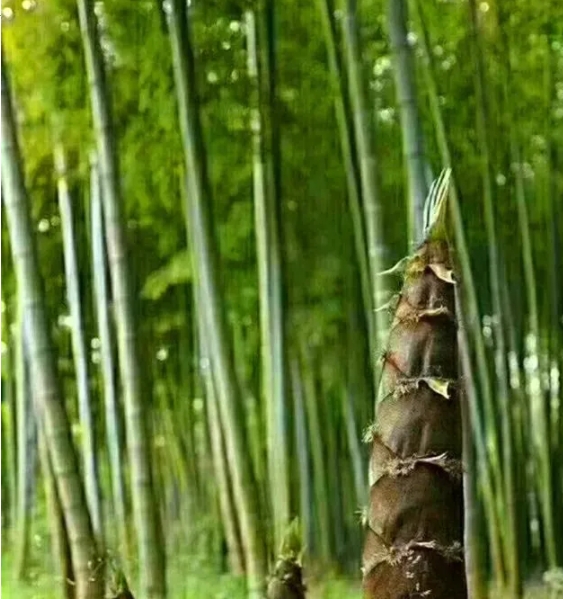 海陽叢麻禪院