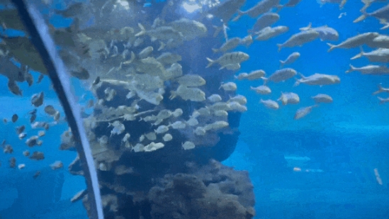 2025石家莊海洋公園門票價(jià)格+收費(fèi)標(biāo)準(zhǔn)+簡(jiǎn)介(附景區(qū)位置+表演時(shí)間表)
