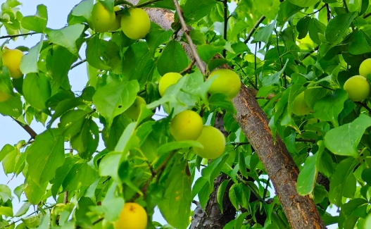 成都問(wèn)花村