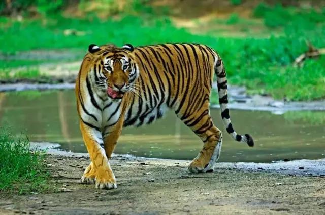 2025石家莊動物園簡介+門票訂購+游玩亮點+場館地址
