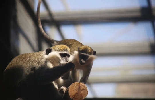石家莊動(dòng)物園