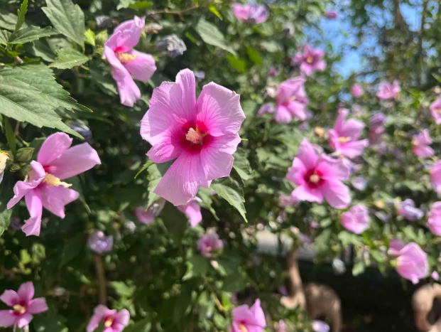 石家莊動(dòng)物園