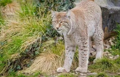 西寧野生動物園