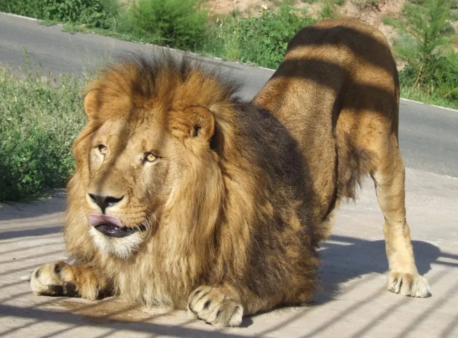 呼和浩特大青山野生動物園