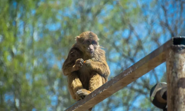呼和浩特大青山野生動物園