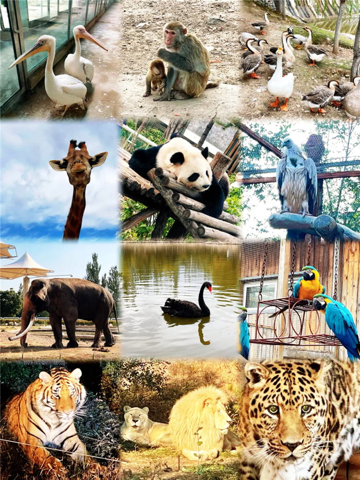呼和浩特大青山野生動物園