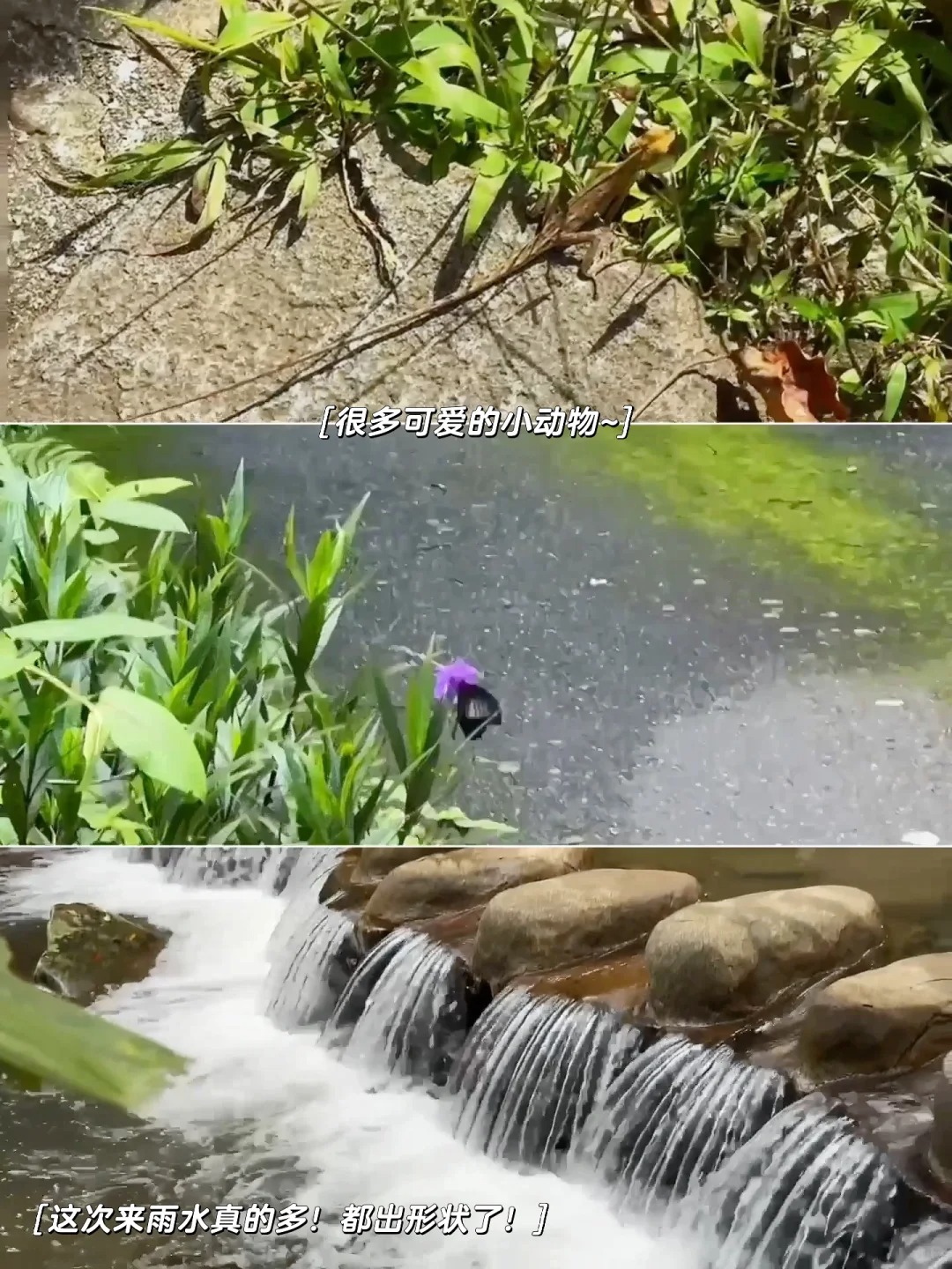 海南百花岭