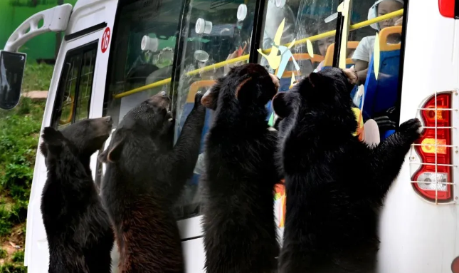 欒川竹海野生動物園