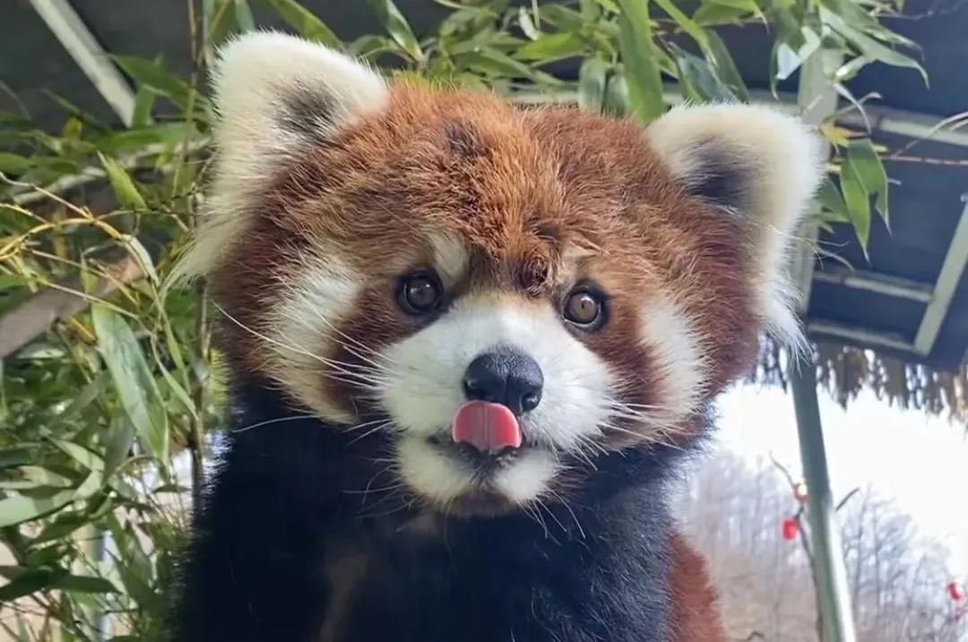 欒川竹海野生動物園