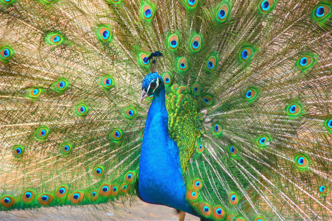 欒川竹海野生動物園
