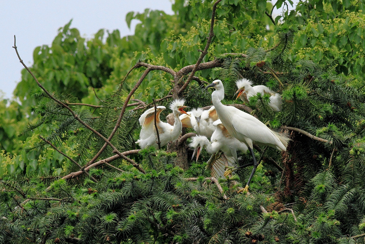同里國家濕地公園