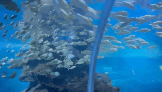石家莊海洋公園