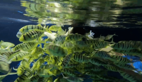 石家莊海洋公園