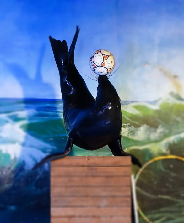 鵬新嘉定海洋世界