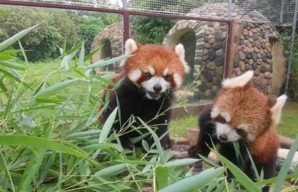 鄭州潘多拉森林動物王國