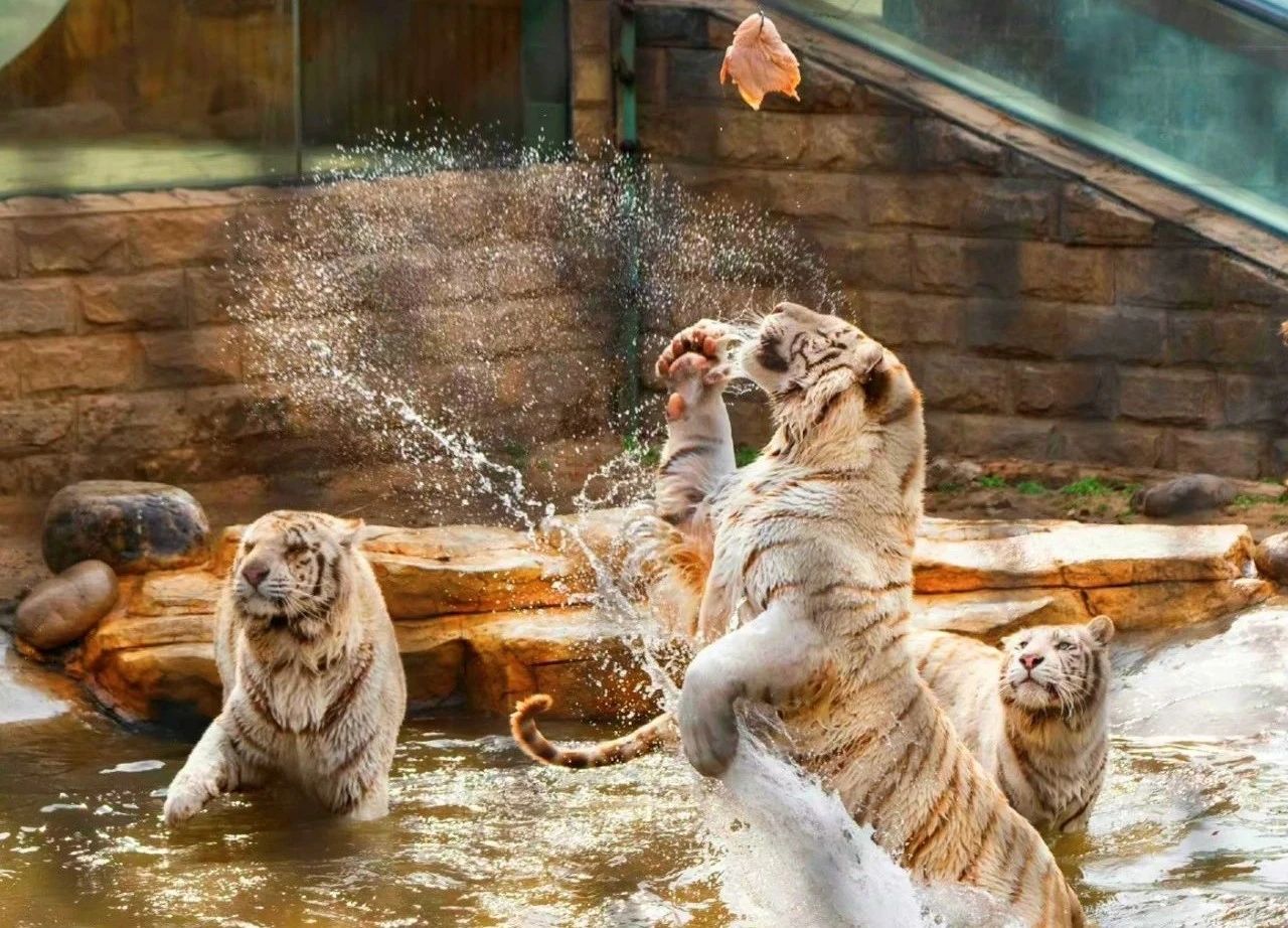 2025北京野生動(dòng)物園導(dǎo)覽圖及運(yùn)營時(shí)間(附門票預(yù)訂+免票人群+特色介紹)