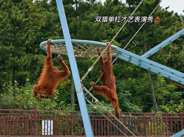 2025西霞口神雕山野生動(dòng)物園門票購(gòu)買(附門票價(jià)格+免費(fèi)政策+園區(qū)位置+游玩簡(jiǎn)介)