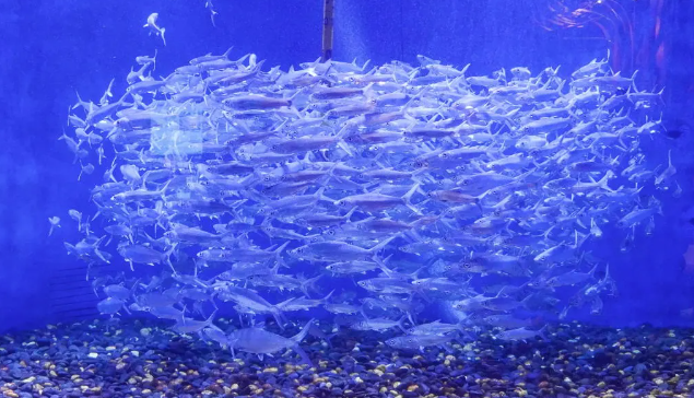 海濱城浩海立方海洋公園