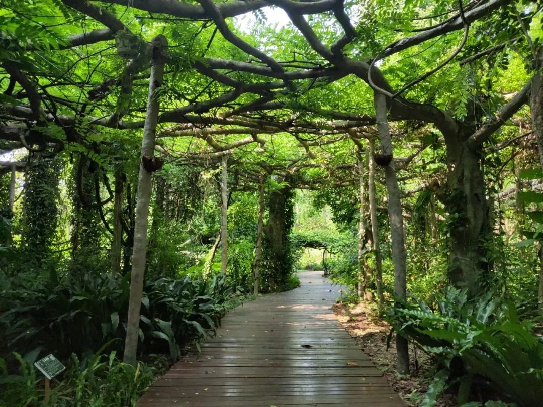 廣西藥用植物園