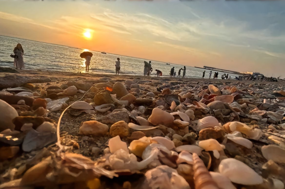 北海紅樹林天天趕海