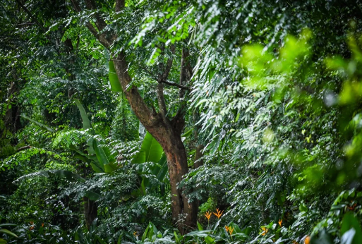 海南熱帶野生動(dòng)植物園