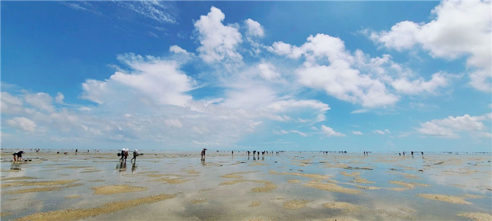 北海紅樹林天天趕海