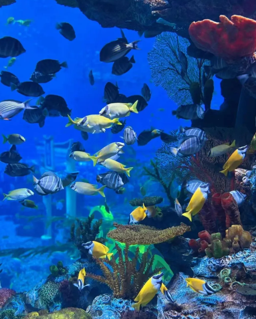 鄭州海昌海洋旅游度假區(qū)