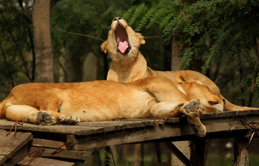 秦皇島野生動物園