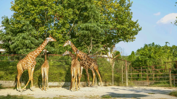 2025秦皇島野生動(dòng)物園游玩路線推薦+門(mén)票信息+福利政策