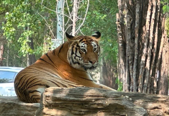 秦皇島野生動物園