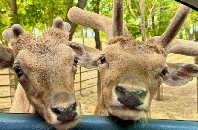 秦皇島野生動物園