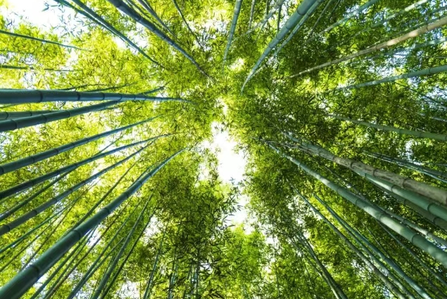 2025鯨魚溝竹海風(fēng)景區(qū)簡(jiǎn)介+游玩亮點(diǎn)+開放時(shí)間+門票價(jià)格(附免費(fèi)人群)