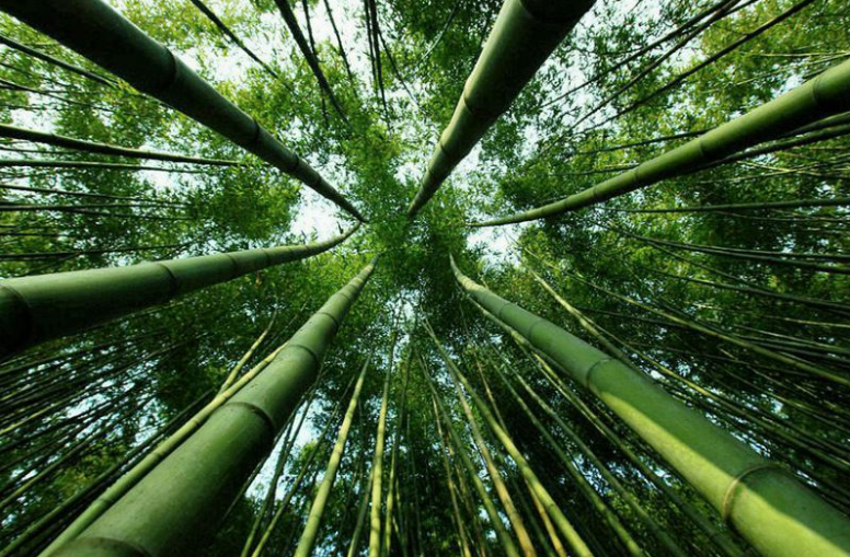 2025鯨魚溝竹海風(fēng)景區(qū)門票預(yù)約+主要景點(diǎn)+游玩路線+交通指南