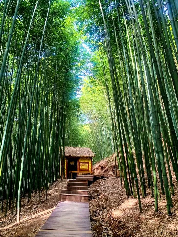 鯨魚溝竹海風景區(qū)