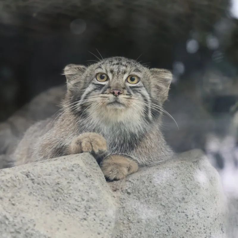 西寧野生動物園