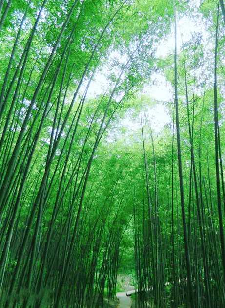 鯨魚(yú)溝竹海風(fēng)景區(qū)