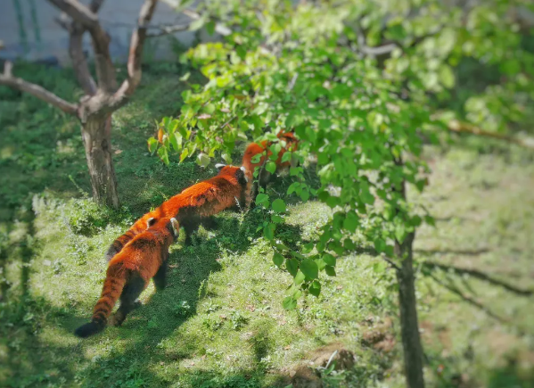 西寧野生動(dòng)物園