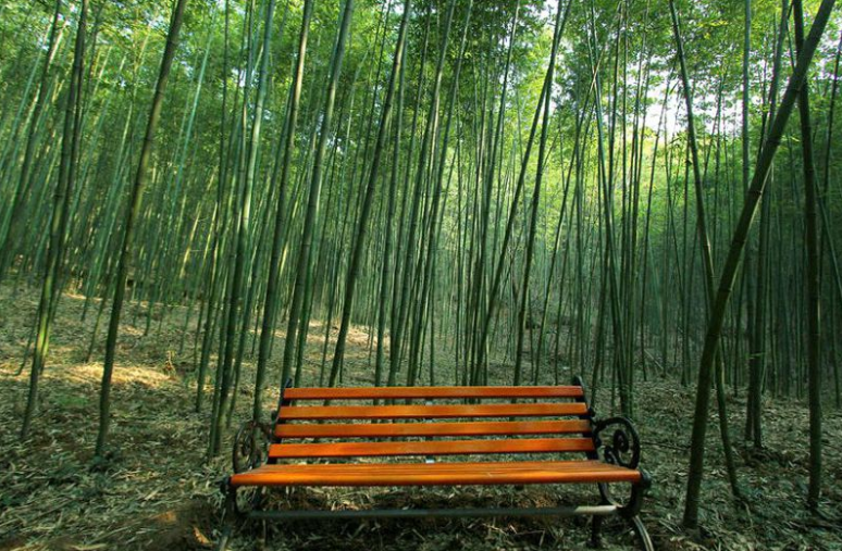 鯨魚溝竹海風(fēng)景區(qū)
