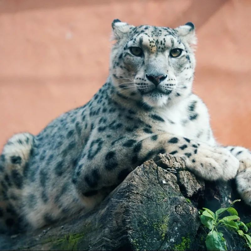 西寧野生動物園