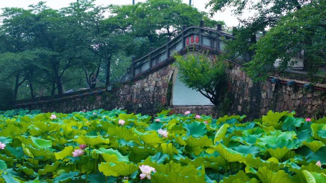 太湖黿頭渚